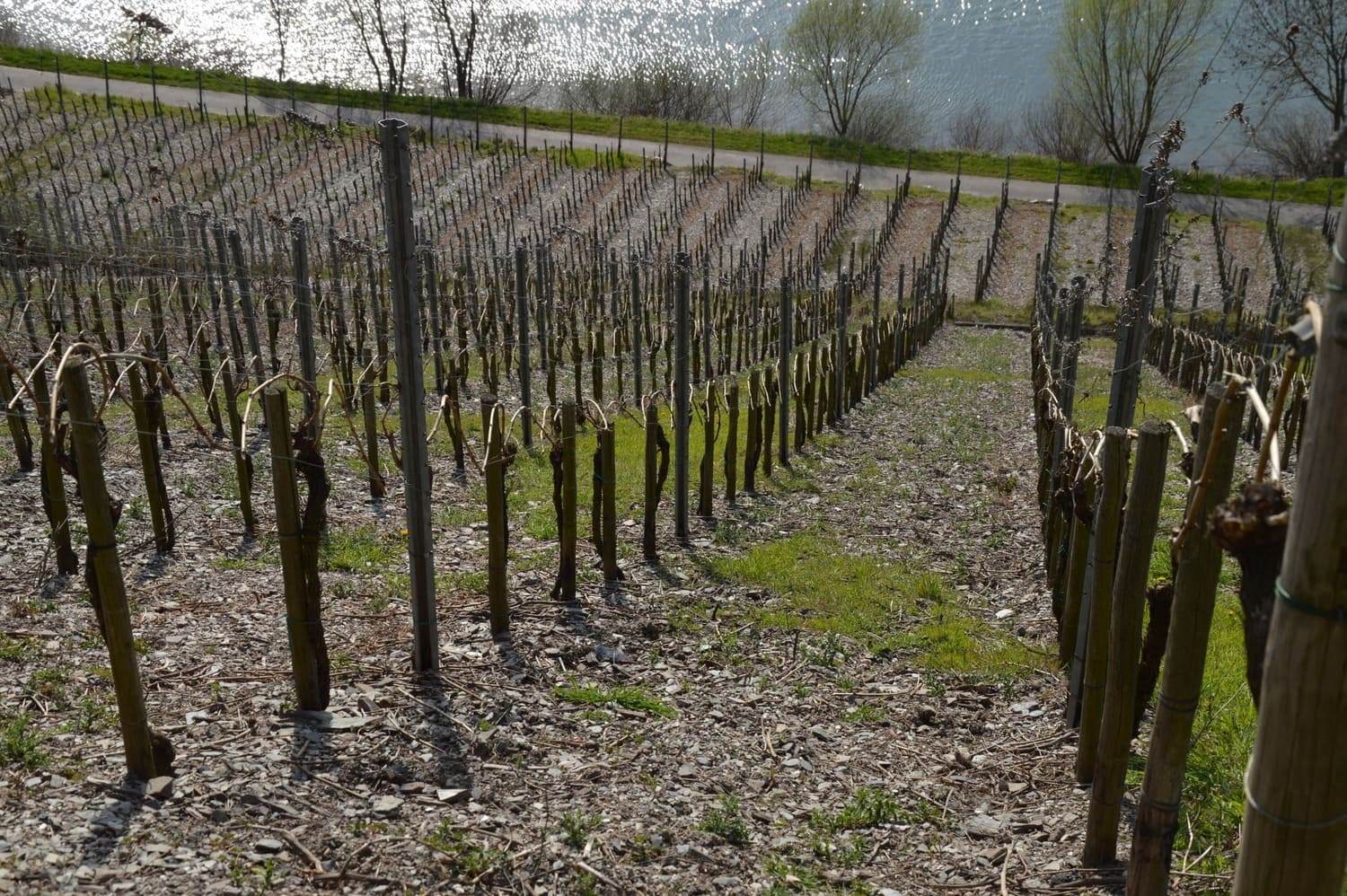 Herzlich-Willkommen-im-Weingut-Stölben-Briedel-Mosel