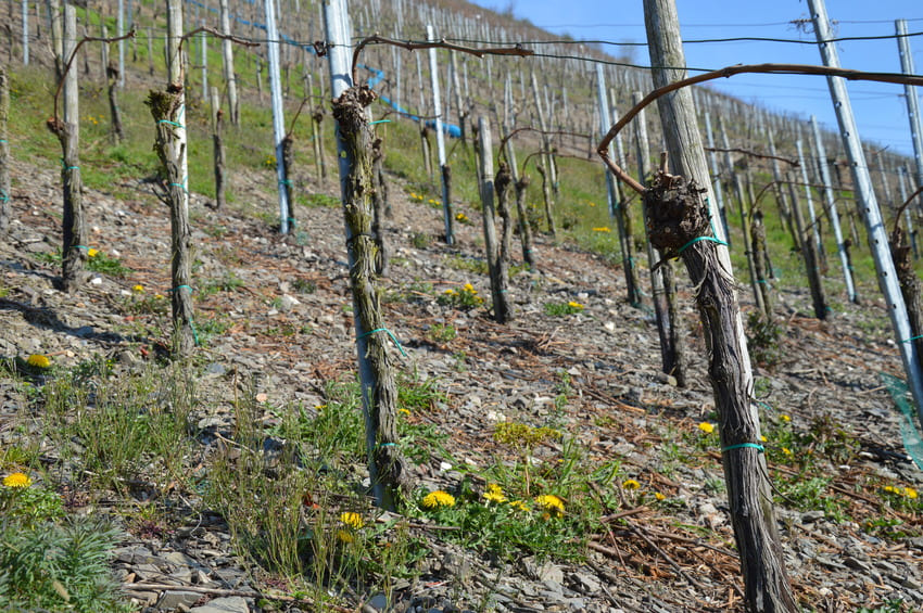 Weingut-Stölben-Briedel-Mosel-Über-Uns